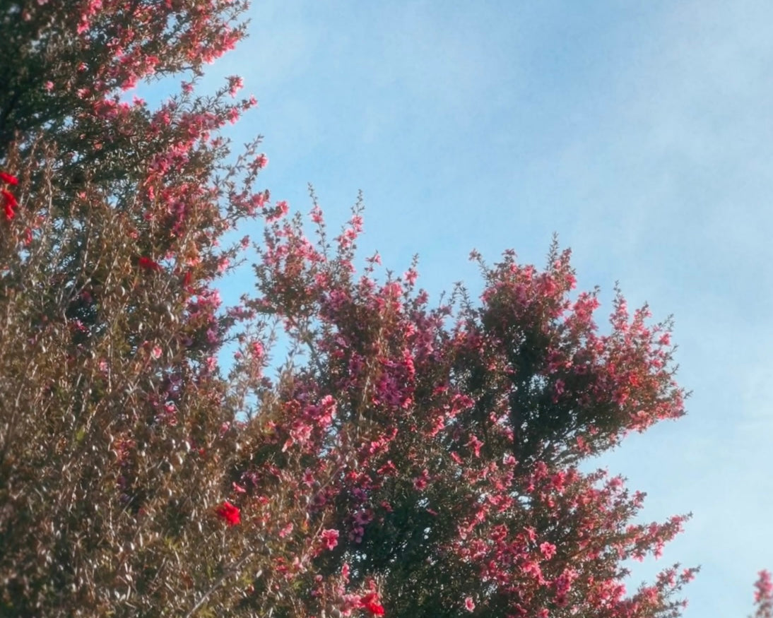 Manuka Flower