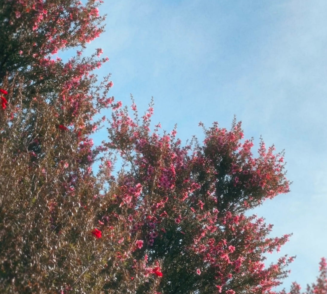 Manuka Flower