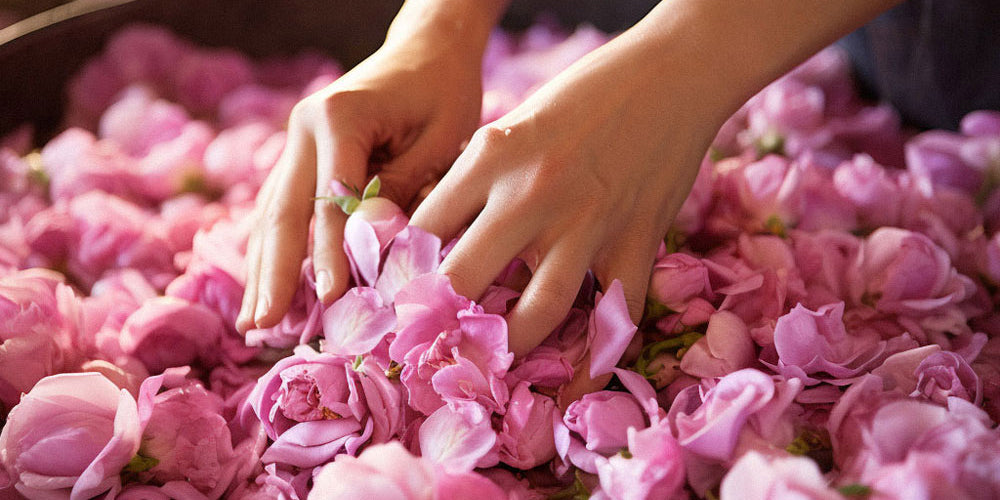 Damask rose petals being meticulously sorted, representing the natural essence behind Carol Priest's skincare commitment.