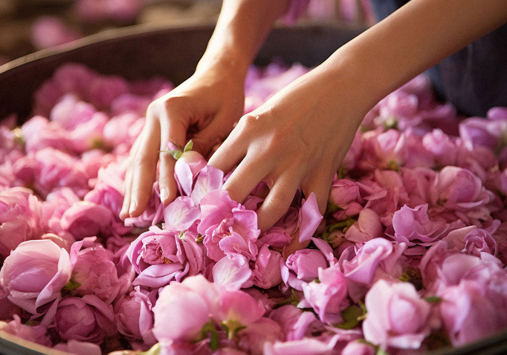 Damask rose petals being meticulously sorted, representing the natural essence behind Carol Priest's skincare commitment.