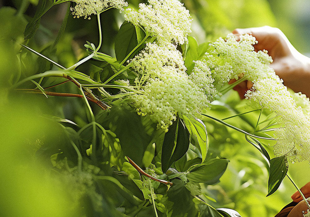 Harvesting elderflowers by hand - a crucial step in Carol Priest's genuine natural skincare process.