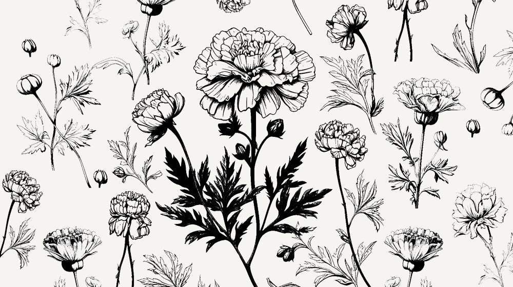 Illustration showcasing marigold, a key ingredient in Carol Priest's Marigold & Wheatgerm Facial Day Cream, known for its skin-nourishing properties.