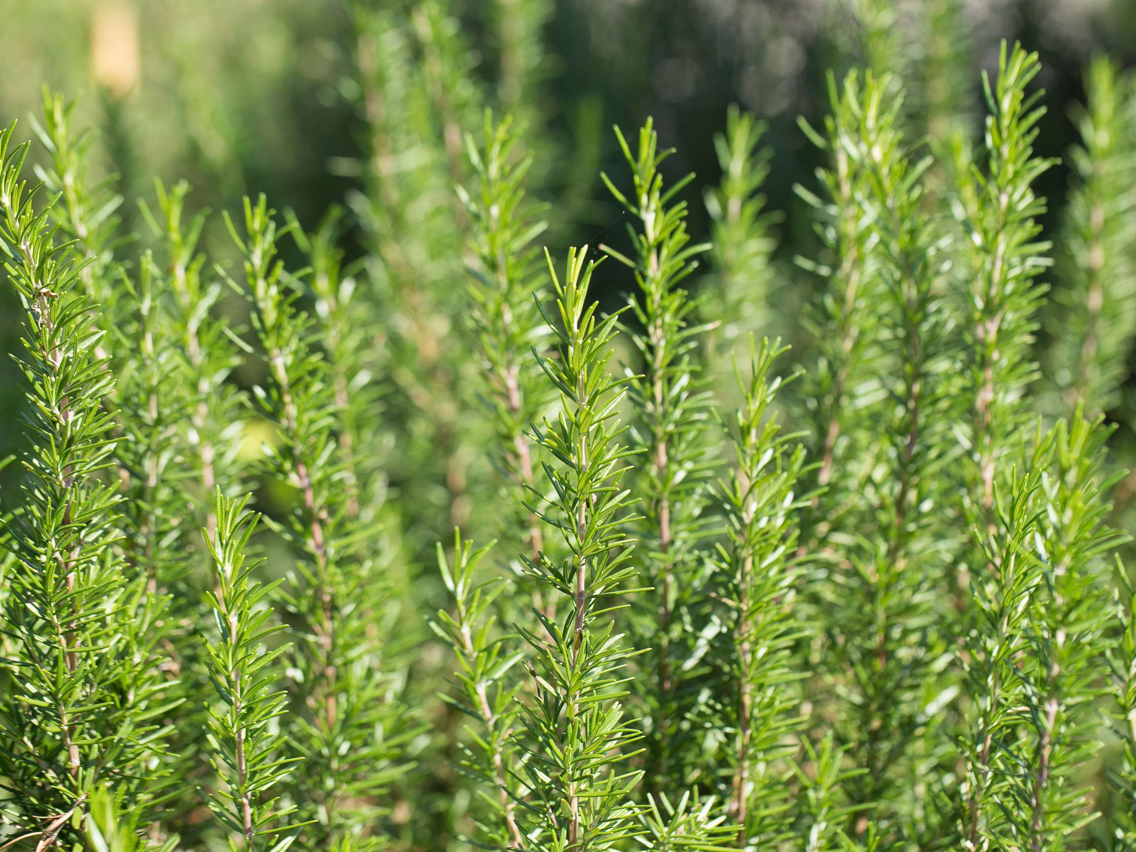 Rosemary Leaf Extract