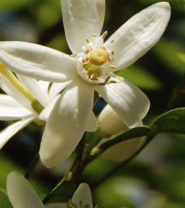 carol-priest-natural-cosmetics-neroli-flowers-01_m.png