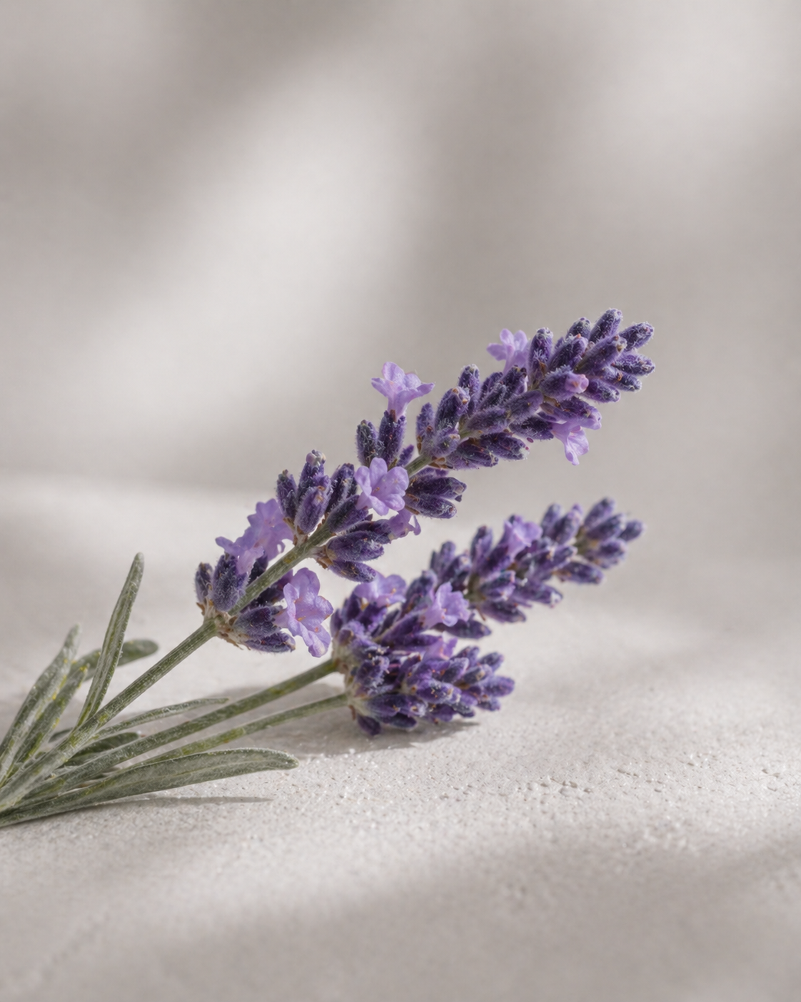 Organic Lavender True Oil