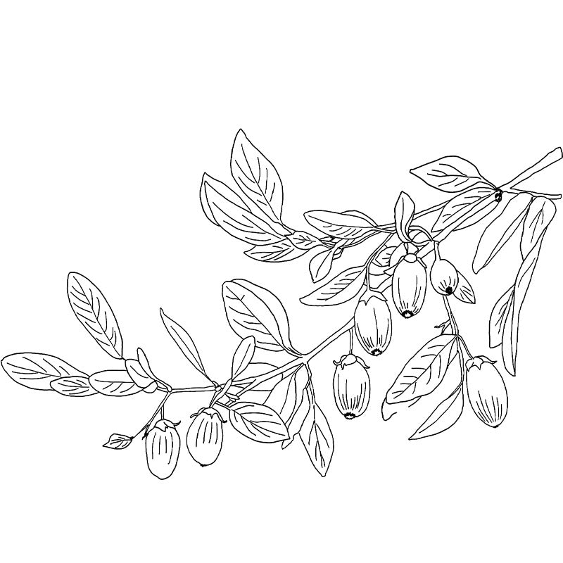 Simmondsia Chinensis (Jojoba) Seed Oil