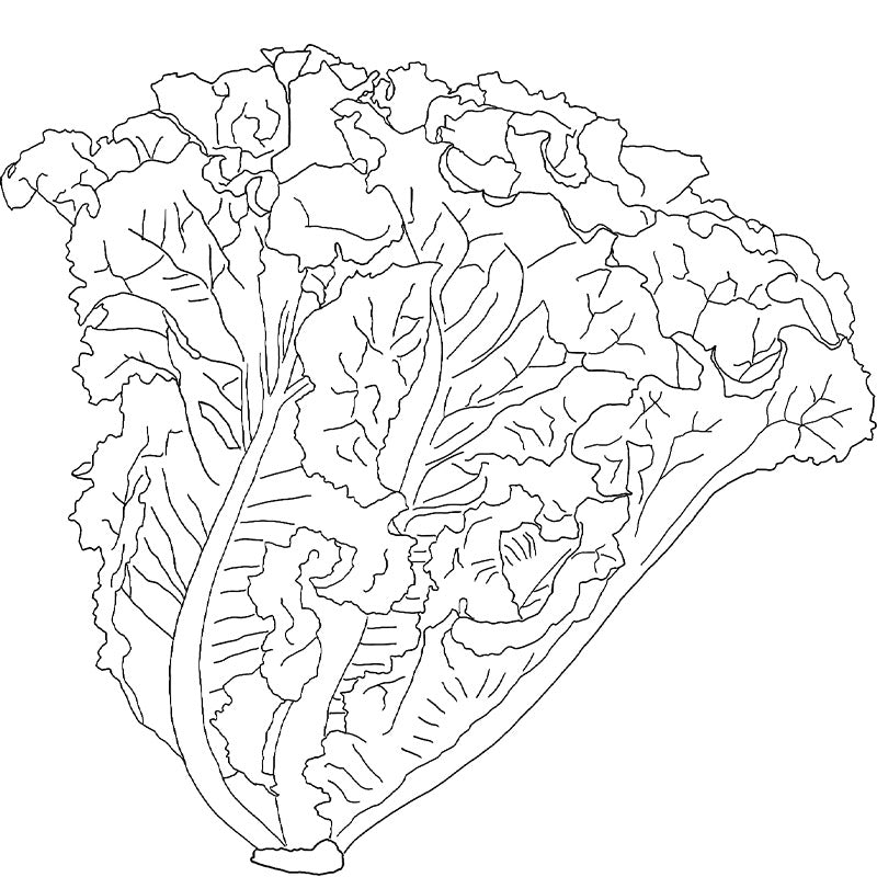 carol priest botanic illustration of lettuce